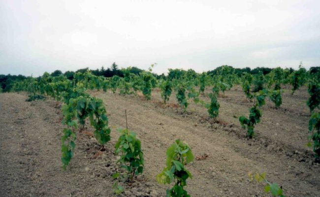 New plantings, June 2000.