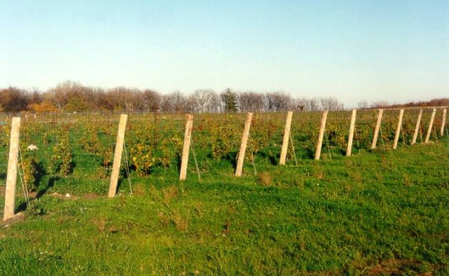 Trellis system installed, September 2001.