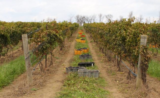 Edgerock Vineyard 2017 harvest.
