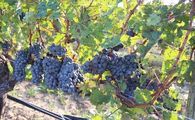 Edgerock Vineyard thriving today.