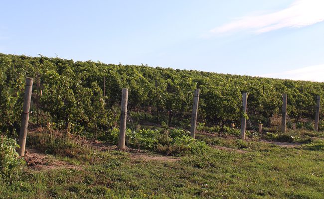 Edgerock Vineyard thriving today.