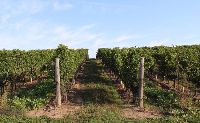 Edgerock Vineyard thriving today.